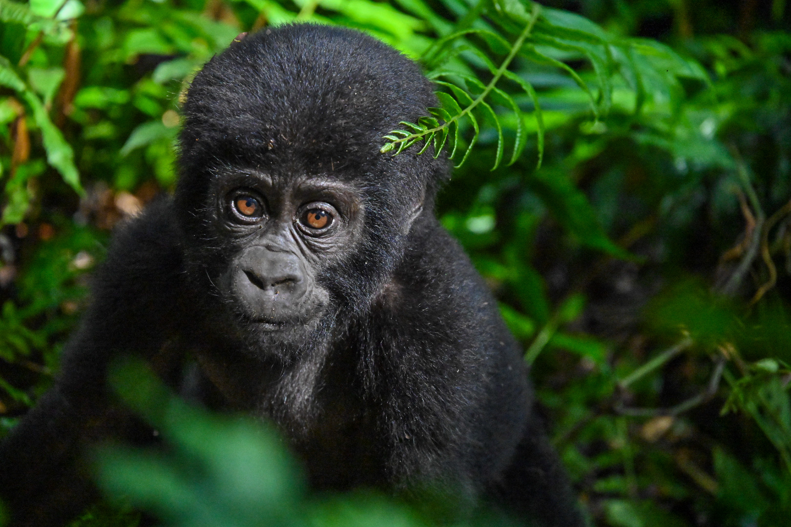 Mountain Gorillas